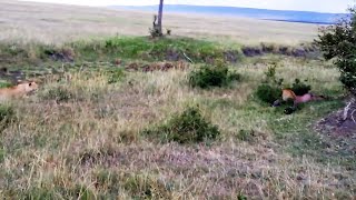 Hunter literally becomes the hunted as a lioness sneaks up on a leopard