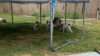 Wire Fox Terriers Play Ball (or attack Granny Fox?)