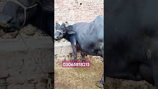 Dairy Farm | Milk Competition Buffalo Farming | Taza Sui Bhainsain