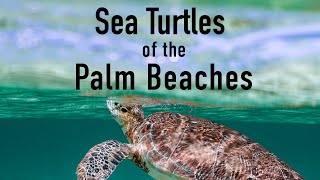 Sea Turtles of the Palm Beaches