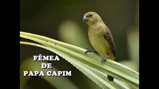 CANTO DE FÊMEA PARA ESQUENTAR PAPA CAPIM