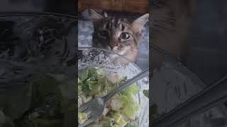 Cute kitten begs for my food at each meal! #funnycats #kitten #cat #kittens