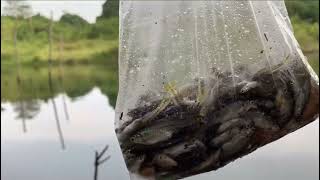 WOW MELIMPAH SEKALI‼️ PANEN IKAN SELUANG PAKAI BUBU PAYUNG