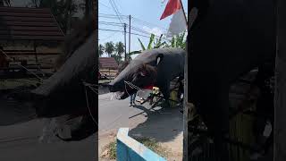 Ogoh Ogoh Tikus Hitam Yang Sangat Besar Sekali #shorts