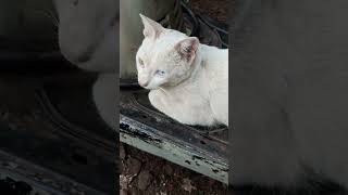 Meaoow lugouglug. cat with two colours eyes #catlover #catvideos #cats #catsoftiktok #youtubeshorts