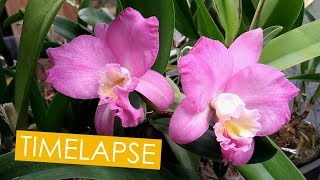 Cattleya Time-lapse. Cattlianthe Doris and Byron 'Christmas Rose'