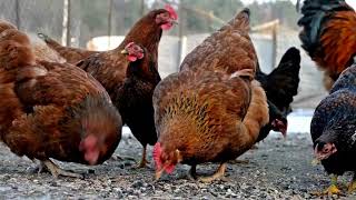 Understanding Hen Aggression - Why are Your Hens Attacking Just One of the Flock