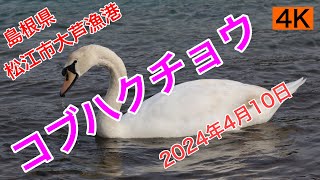 生き物2.【コブハクチョウ】島根県松江市大芦漁港　2024年4月10日