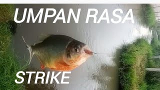 Umpan rasa strike jagoan mancing