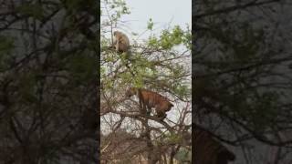 Monkey Vs Tiger