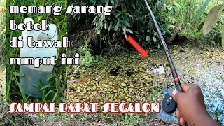 MANCING IKAN BETOK PAS SARANGNYA DI BAWAH RUMPUT LIAR DAPAT BESAR BESAR