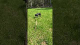 #channel #update 4/23 #canecorso #stick #walking  #upcoming #circus #Abbythecanecorso #show #river