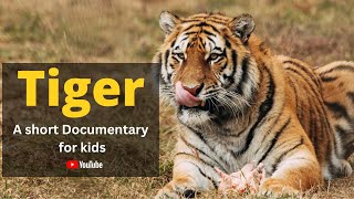 Tiger - A short Documentary for Kids | Learn All About Tigers | Animal Video for Kids