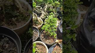 Bonsai mini unggulan siap menangkan kontes