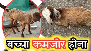 Memne Kamjor Hona |Bakri Ke Bacche|Goat Kid|Lambs |Vimalumrao