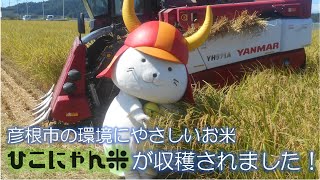 彦根市の環境にやさしいお米「ひこにゃん米」が収穫されました！