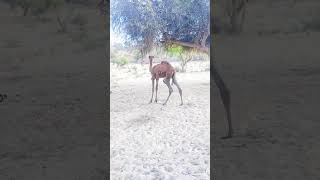 #camel #comedy #viralvideo