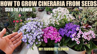 How To Grow Cineraria From Seed | FULL PROCEDURE