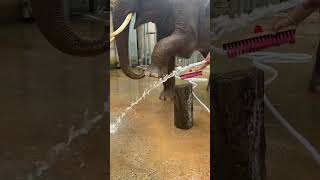 Elephants who like to take a bath are quite good.