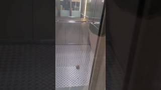 ONION IN THE LIFT #funny #memes #comedy #viral #tesco #british #onions #onion #lift #elevator