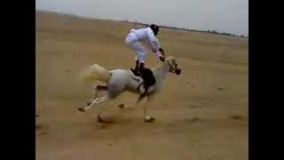 Arabian horse and the Saudi man