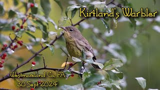 Kirtland's Warbler - Pennsylvania (30 Sept 2024)