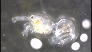 Upogebiidae spp. (mud shrimps,,Pelagic stage larval-early juveniles) 쏙-류의 부유생활시기 개체 촬영 모음 2023