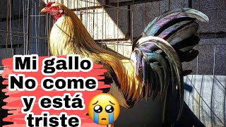 3 Razones por las que tu gallo NO come y está triste