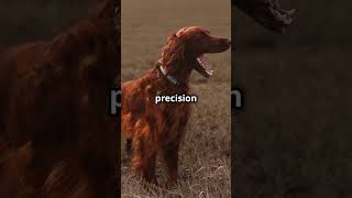 Meet the Energetic Irish Setter! #pets #dogbreed #dog #doglover #dogs #dogshorts #doglife