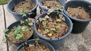 Checking On The Garden 🌱#enjoygardening #growyourownfood Looking Good! 😊🌱👍