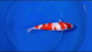 VHQ nisai kohaku NEW @Heeschkoi5384  sakai bloedline for jumbo koi