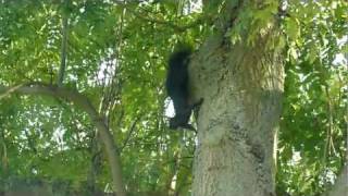 Black Squirrel up a tree