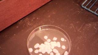 Sodium Hydroxide  deliquescing in air (Time lapse for a day)