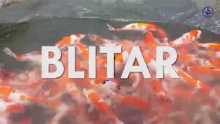 Panen Ikan Hias Koi Blitar