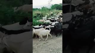 Kambing Pintar‼️😃 Dipanggil Langsung..👍