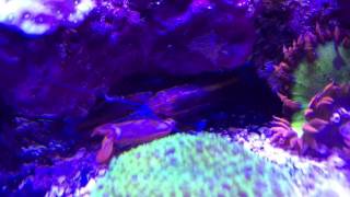 Pistol Shrimp Hunting Urchin