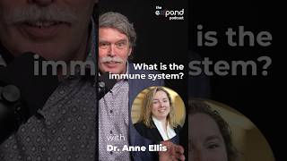 What is the IMMUNE SYSTEM?