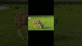 Deer | African deer | wild vibes with animation | AI #african #deer