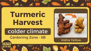 How to grow Turmeric? (Harvest Video)