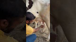 ਗਾ ਸੇਲ ਪਿੰਡ ਕਾਉਣੀ (ਮੁਕਤਸਰ) ਫੋਨ ਨੰਬਰ-75081 71417 #viral #cow #buffalow #farmer #dairyfarm #buffallow