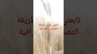 حقول القمح @حقل @تصوير @land @wheat