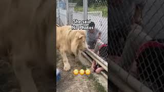 Lion standing on Business. #zoo #lion #animalclips #viral #tmz dogs #viral #bigcats