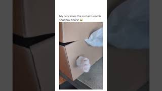 Cat closes Curtains on his Shoebox-House