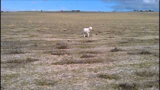 Sheep whisperer