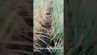 Ke Sawah Memetik Kangkung dan Pakan Kambing 🐐