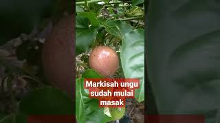 MARKISA UNGU BERBUAH LEBAT