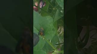 BUGGING OUT in Texas Garden | Squash Vine Borer #zone8b