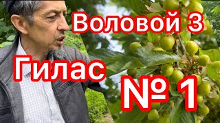 Воловой 3 Гилас Кандай Кармады???