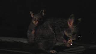 Brushtail possum with baby