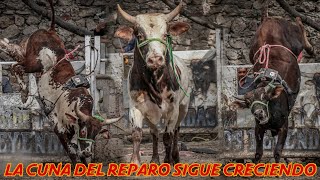 UN PROYECTO QUE ES DINAMITA PARA EL JARIPEO| CALANDO LOS NUEVOS PROSPECTOS SOMOS LA CUNA DEL REPARO